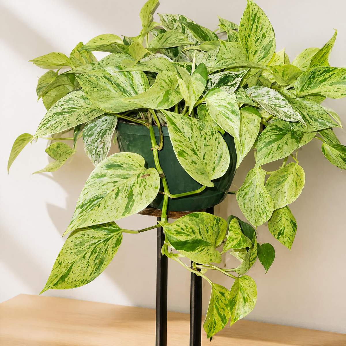 Marble Pothos On Shelf Trailing 
