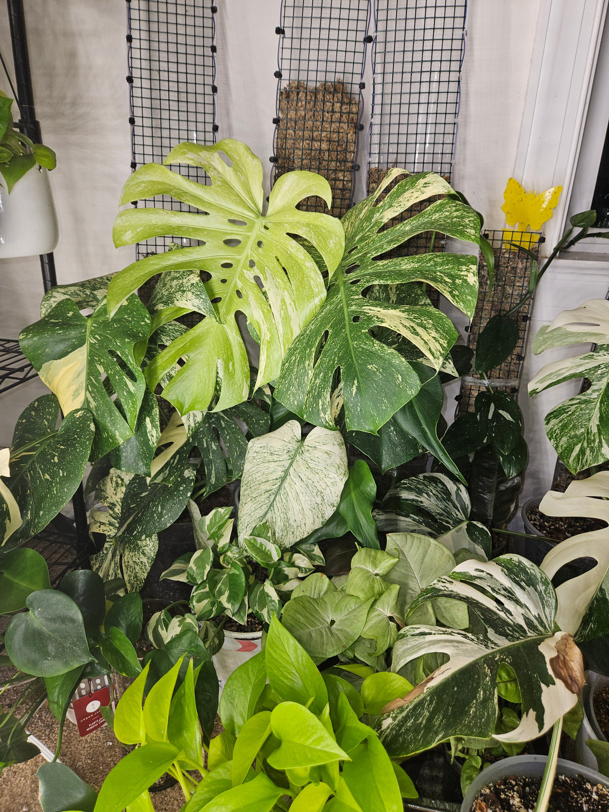 The Ultimate Monstera Care Guide: From Deliciosa to Rare Variegated Gems