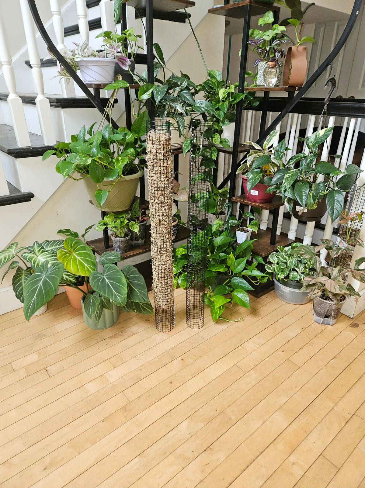 Stackable Wire Mesh Moss Pole 36in