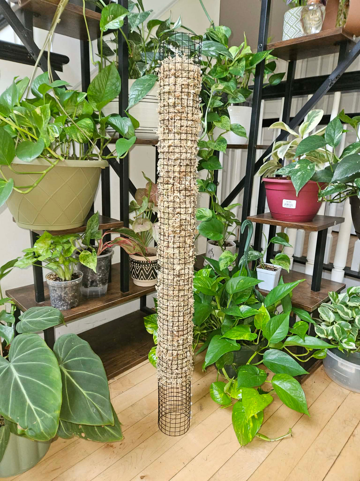 Stackable Wire Mesh Moss Pole 36in