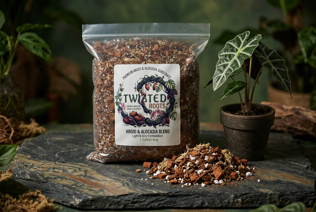 Twisted Roots Lifestyle with Plant
